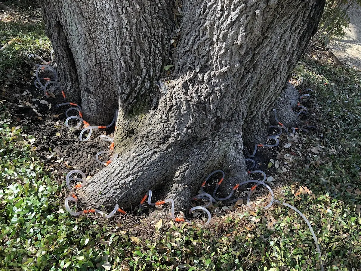 Detailed Tree Cabling and Bracing job site in Orange City