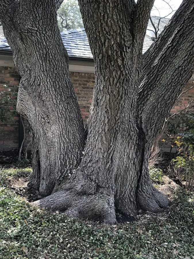 Mature heritage tree close to a Orange City property cared for by certified arborists
